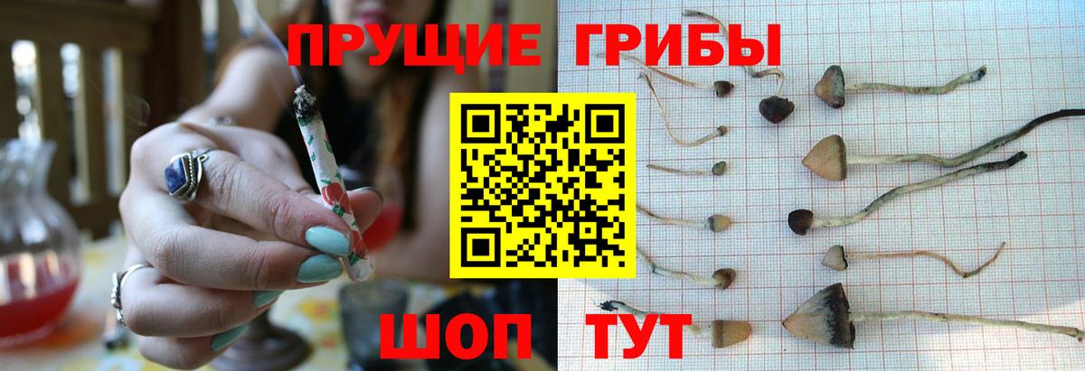 Галлюциногенные грибы Psilocybine cubensis Коряжма